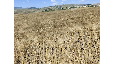 Siccità in Sicilia, produzione di grano duro e foraggio in forte calo: in diminuzione anche il prezzo del grano