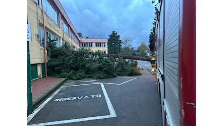 Vento tempestoso in Campania: alberi caduti e danni ad Avellino