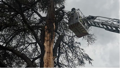 Vento forte e alberi in strada, interventi fino a sera: vigili del fuoco in azione 50 volte in provincia