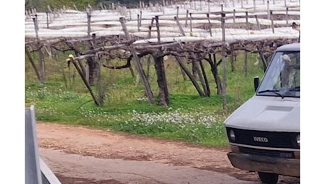 Conversano, morto operaio agricolo travolto dal suo automezzo