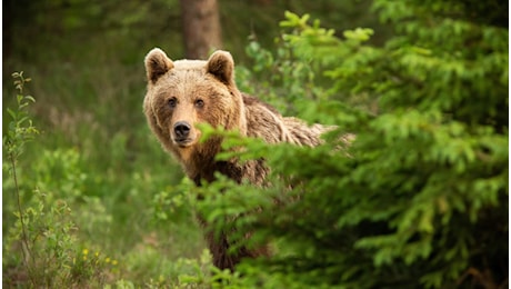 Orso M91 ucciso dopo il decreto di abbattimento di Fugatti, il perché dell'intervento immediato e le polemiche