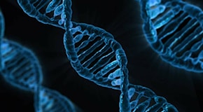 Mytho: il nuovo gene anti-età, scoperto da un team italiano