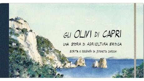 Capri-Miami, Capri-Hollywood, dalla Capri degli Olivi alla Capri filosofica, passando per l’Olive Therapy