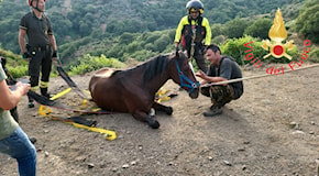 A Tiriolo salvato cavallo caduto in dirupo
