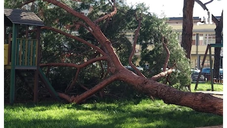 Tragedia a Roma per il forte vento: albero crolla su due donne, una morta e l’altra ferita