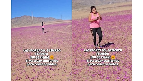 Turisti calpestano la fioritura nel deserto di Atacama (per un pugno di like)