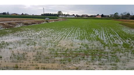 Agricoltura in crisi per le forti piogge: verso richiesta stato calamità