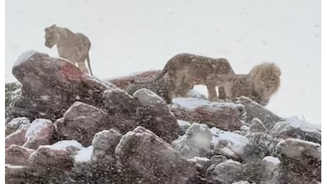 La tempesta di gelo in Sudafrica imbianca i safari, i video virali dei leoni e giraffe sotto la neve