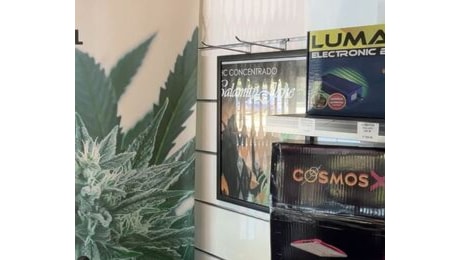 Fuori legge la Cannabis Light: 'Un favore al mercato illegale'.