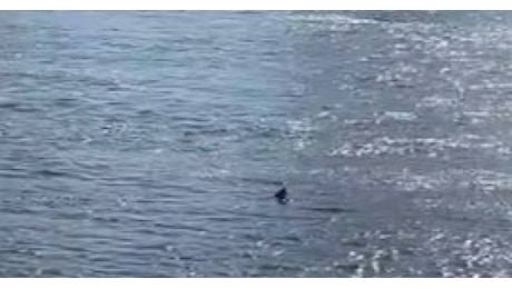 Londra, squalo nel Tamigi avvistato da una donna, nel fiume oltre 115 specie di pesci - VIDEO