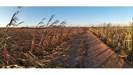 Sud Italia prosciugato da siccità, ministro striglia le Regioni: “Speso solo 30%”