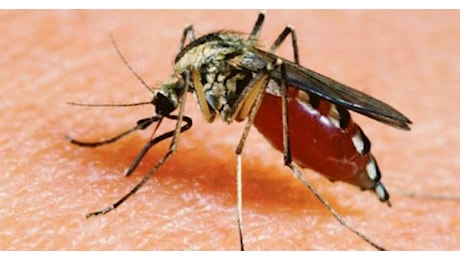 Un caso di malaria nel Veronese