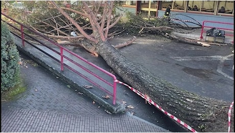 Pino crollato e feriti all'Università di Salerno: giallo su allerta meteo, indagini in corso