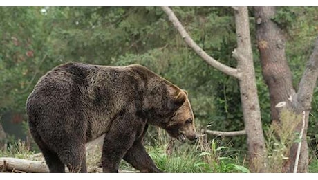 Fungaiolo colpito dall'orso, la Lav: Forse bastava un campanello per evitare l'incontro