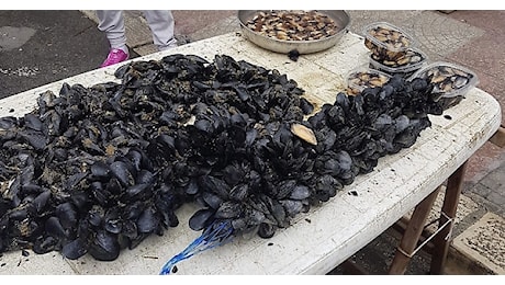 Datteri a Bari, cozze a Taranto e ricci a Trani, raffica di sanzioni e chiusure della Guardia Costiera