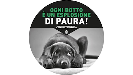 Guerra ai botti di Capodanno, l’assessore Guido in campo a difesa degli animali. “Inquinamento, danni e animali spaventati”