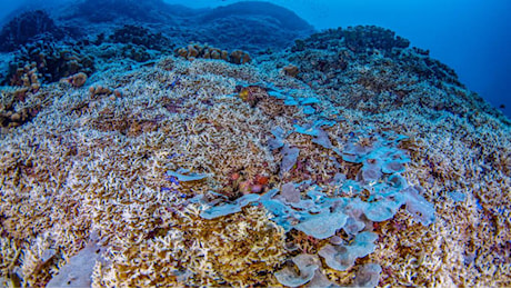 Scoperto nel Pacifico il corallo più grande del mondo