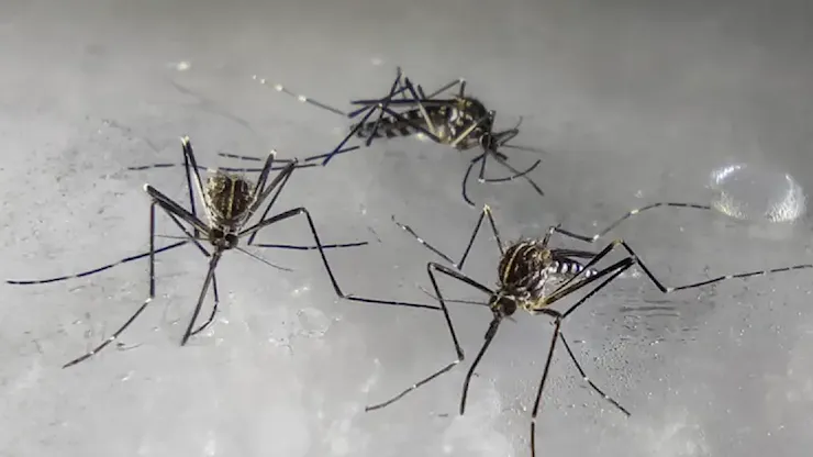 West Nile, a Caserta un altro morto: è la nona vittima in Italia - L'Unione Sarda.it West Nile, a Caserta un altro morto: è la nona vittima in Italia - L'Unione Sarda.it