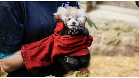 Roxie, cucciola di panda rosso muore per i fuochi d'artificio. L'appello dello zoo: «Bisogna vietare la vendita»