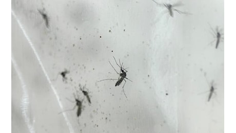 Dengue, salgono a 572 i casi in Italia dall’inizio dell’anno: 72 in una settimana