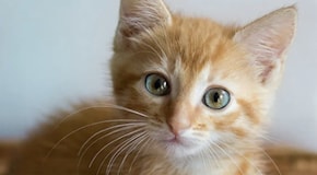 Influenza aviaria, aumento delle infezioni nei felini. “I gatti potenziale via di diffusione all’uomo”