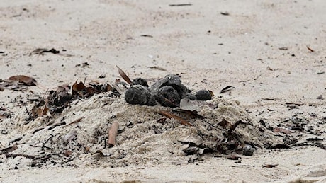 Misteriose sfere nere sulle spiagge di Sydney