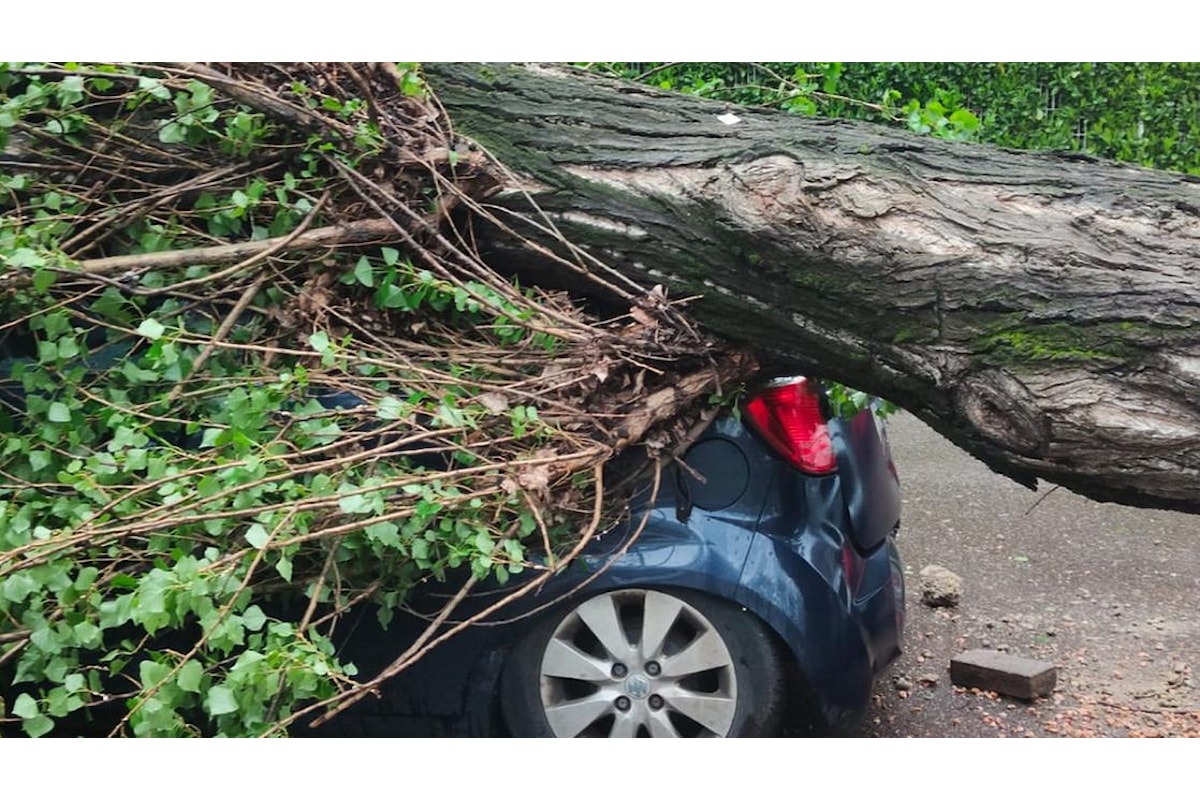 Maltempo nel Sud Milano: albero crolla vicino a una fermata del bus, distrutte diverse auto in sosta