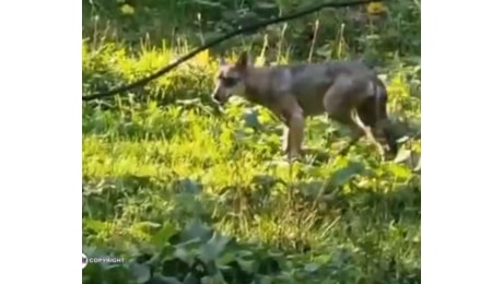 Roma - Lupa catturata in città e rimessa in libertà nel Parco Nazionale di Abruzzo, Lazio e Molise