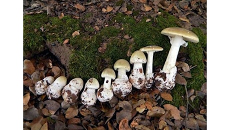 In un anno sono stati tre gli avvelenamenti da funghi tra le province di Varese e Como