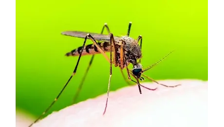 Malaria. Il caso di ieri a Verona è importato dall'Africa