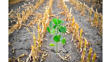 Da colpevole a vittima del cambiamento climatico: l’agricoltura cerca giustizia in tribunale