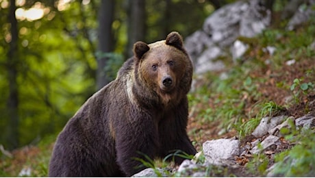 Trentino, i Forestali abbattono l'orso M91 ventiquattro ore dopo il provvedimento di Fugatti. Brambilla: «Ennesima vergogna»