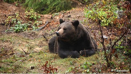 L’orso M91 abbattuto in Trentino. La Provincia: “Era necessario”