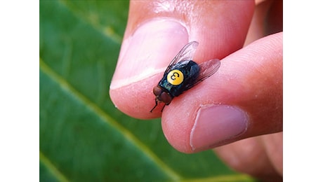 Si infila ovunque. È allarme per la mosca mangiauomini