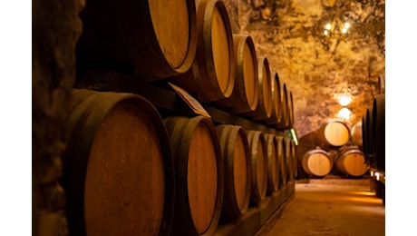 Aziende vitivinicole: le classifiche del settore in Italia