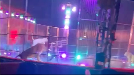 Paura al Circo Orfei a Licola, addestratore frusta i leoni sul palco. La replica: Zuffa tra animali per femmina