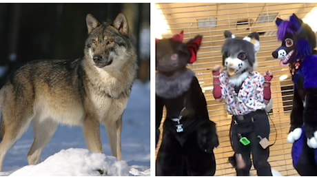 Bambino lupo, in Scozia scuola consente ad alunno di identificarsi come un animale: cosa sono la disforia di specie e le comunità furry e therian