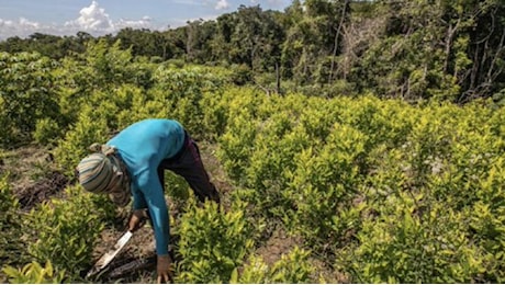 Onu, la produzione di cocaina in Colombia è aumentata del 53%