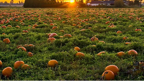 Freddo e pioggia, poi caldo record e infine ancora maltempo: crolla la produzione di zucche in Lombardia