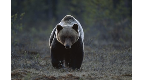 Esce per cercare funghi e viene aggredito da un orso