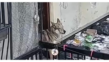 Cane abbandonato sul terrazzo: i padroni chiamano la polizia municipale