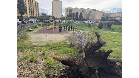 Tragedia a Roma, un albero crolla per il vento: morta una donna, era con i figli al parco