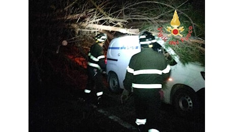 Tragedia sfiorata in Calabria: albero di alto fusto si abbatte su un furgone