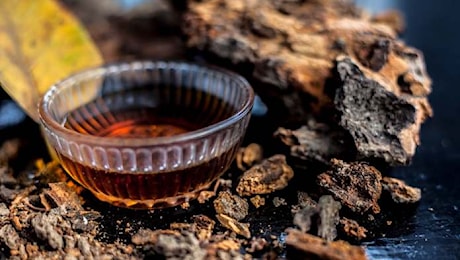 Ayahuasca: cosa dice la scienza sul tè degli sciamani?