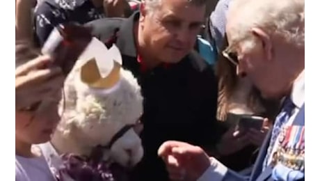 Re Carlo in Australia, fuoriprogramma a Canberra: un alpaca starnutisce sul Sovrano. VIDEO