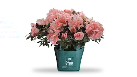 Festa della mamma: regala l’Azalea della Ricerca