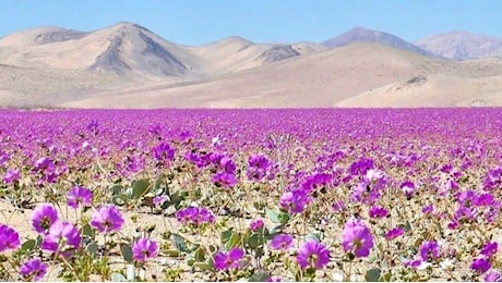 Fiorisce il Deserto di Atacama in Cile, ma prima del tempo: le 4 conseguenze sulla natura
