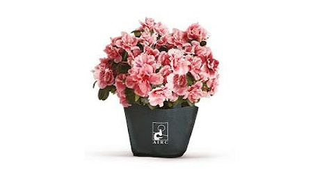Torna l Azalea della Ricerca a Fasano Festa della Mamma 2025 a Fasano e dintorni